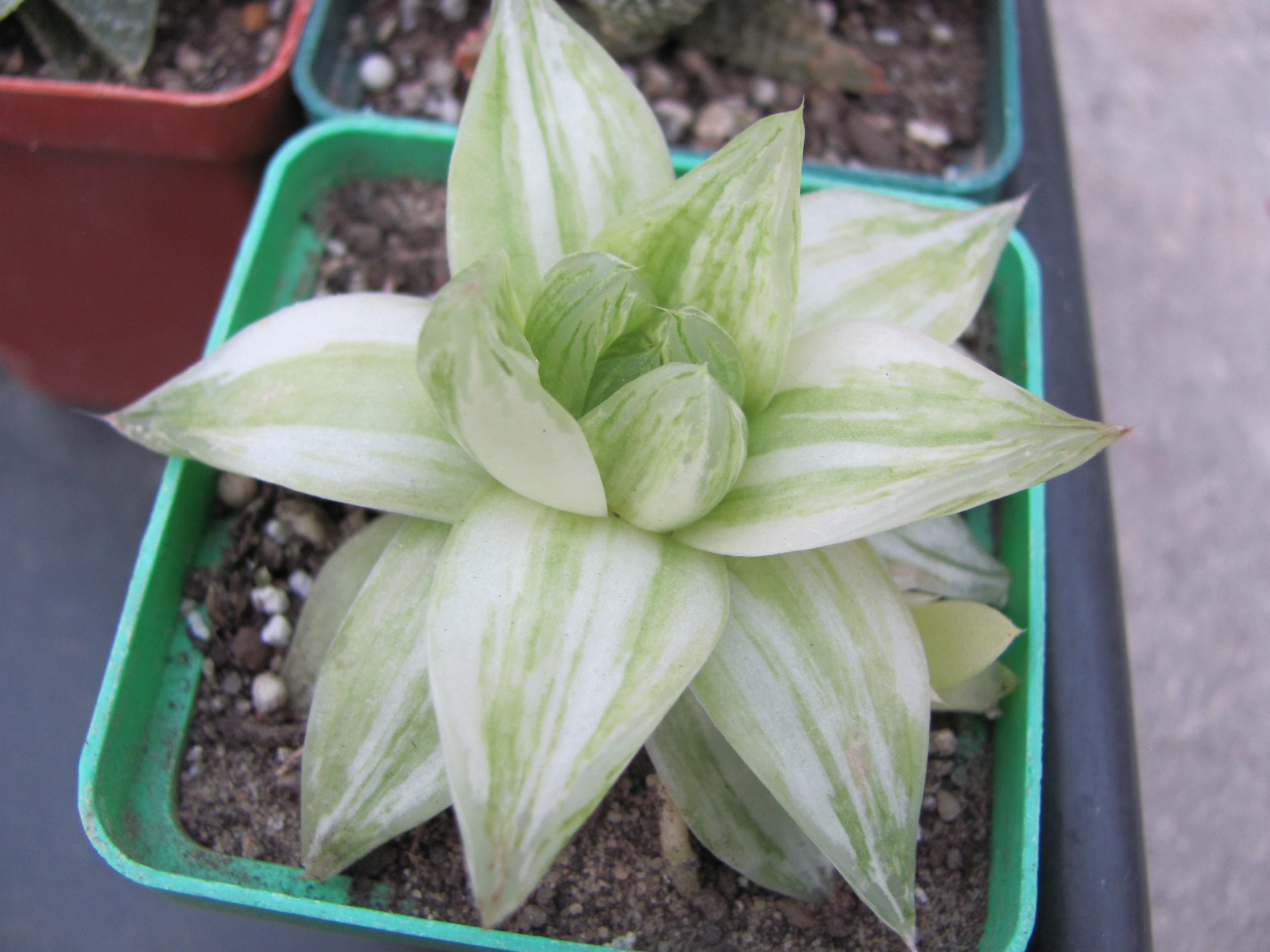 Haworthia  cymbiformis   variegata