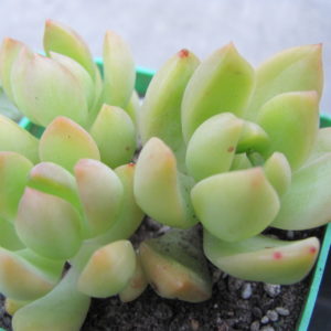Sedum   adolphii