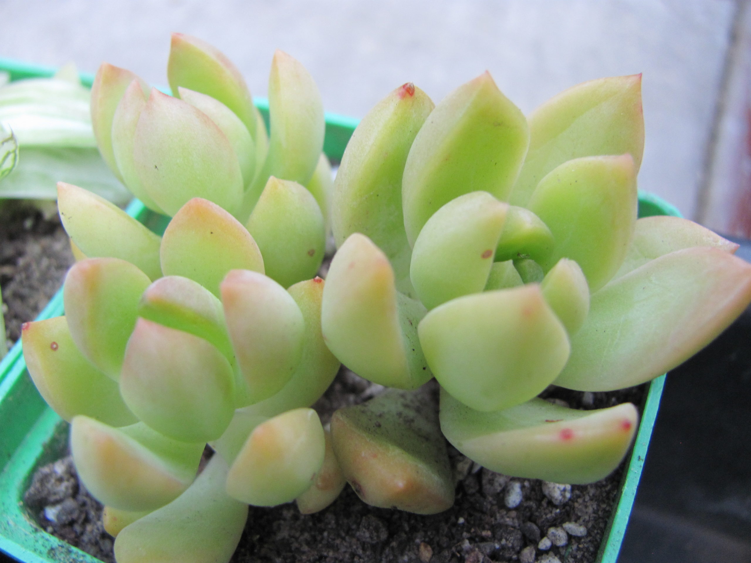 Sedum   adolphii