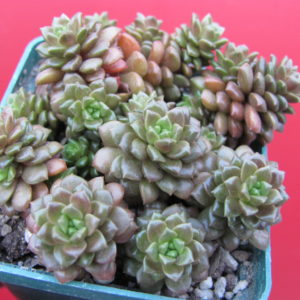 Cramnosedum   Little Gem