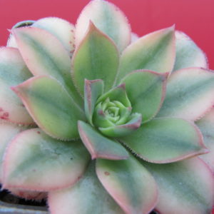Aeonium   Florescens   variegata