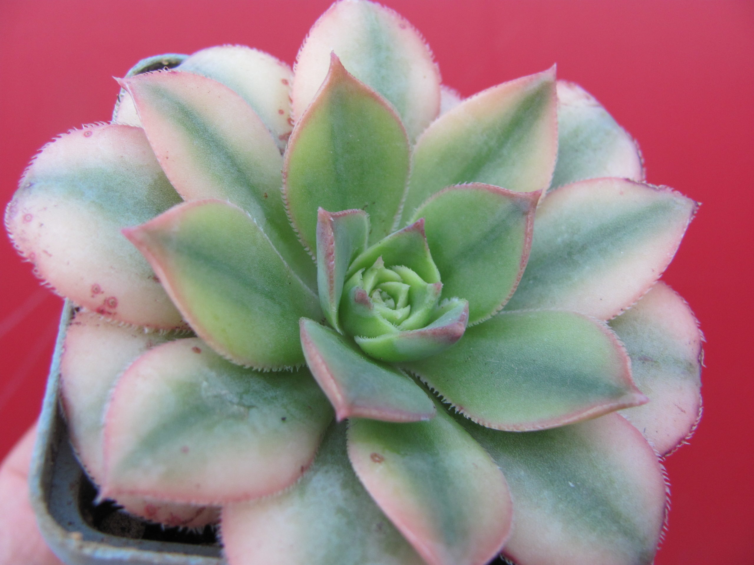 Aeonium Florescens variegata