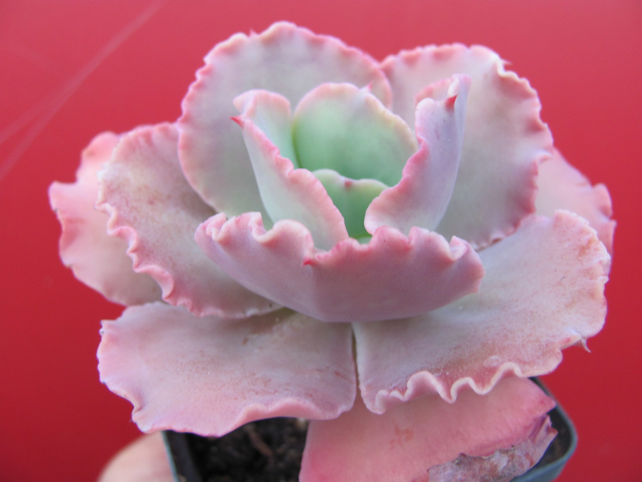Echeveria  Aguarius  Red