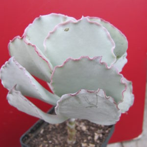 Cotyledon undulata  Red