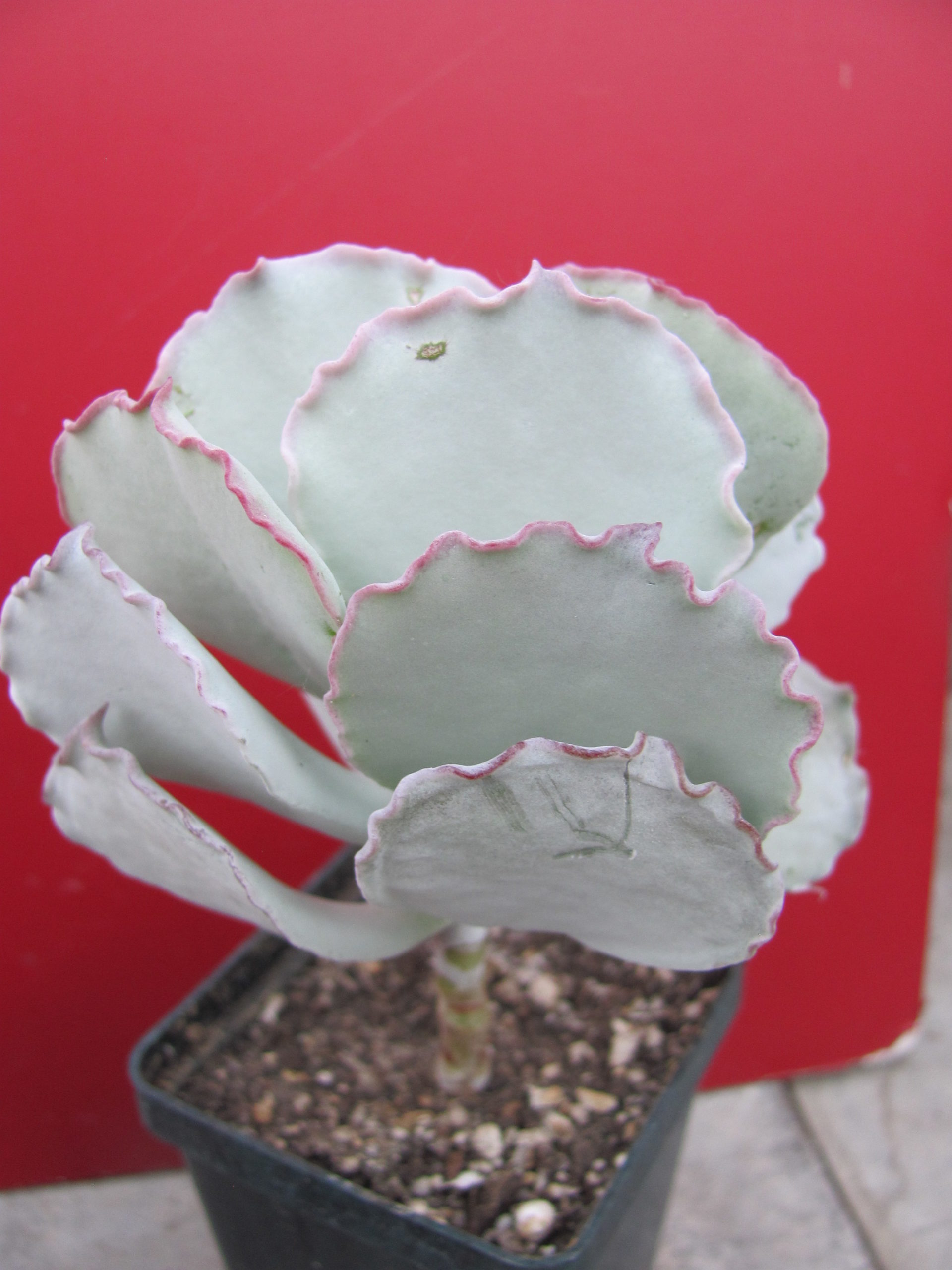 Cotyledon undulata  Red