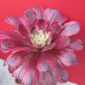 Aeonium  Mardi  Gras
