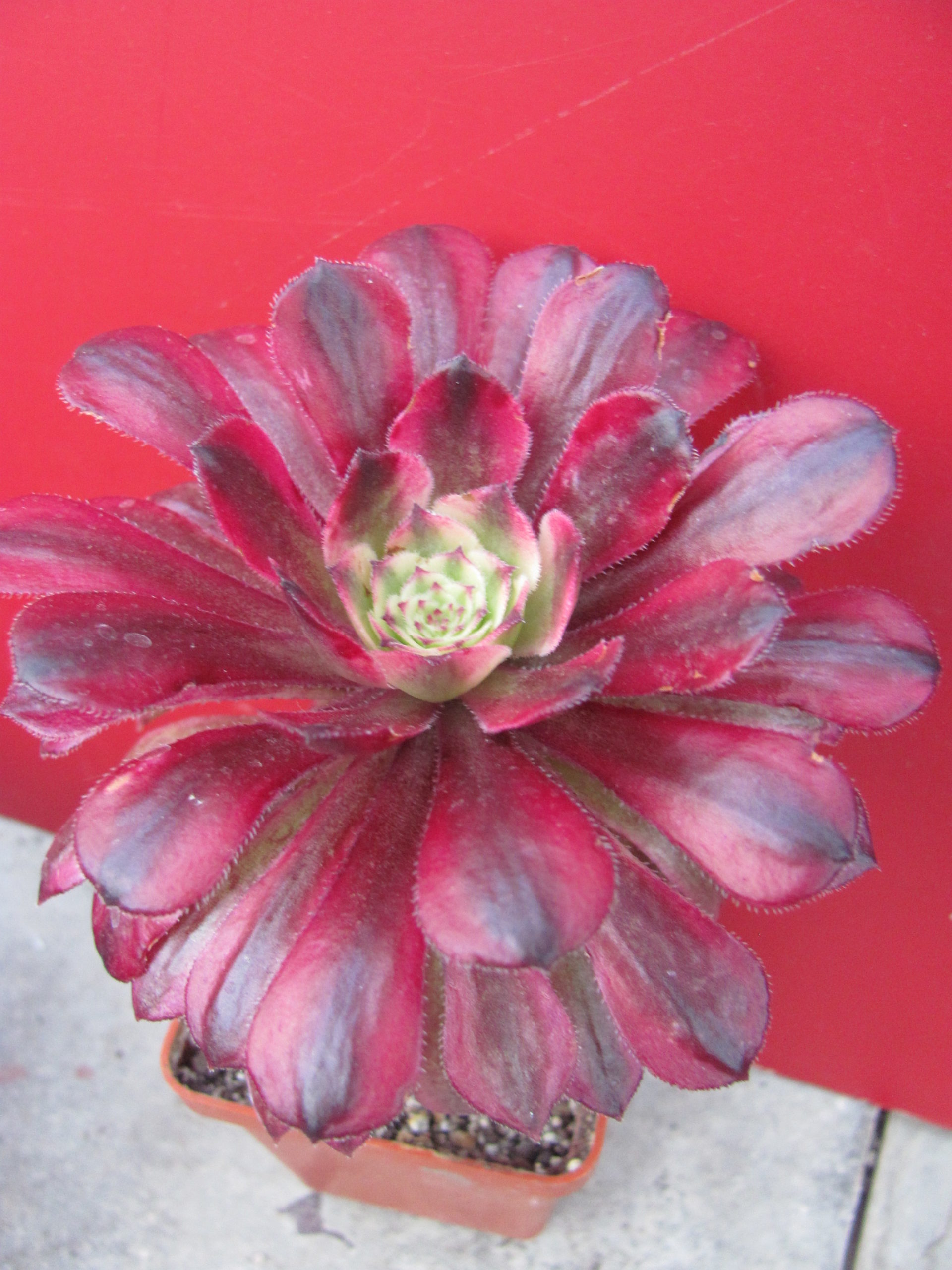 Aeonium Mardi Gras