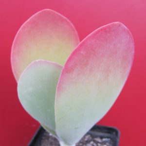 Kalanchoe   thyrsiflora