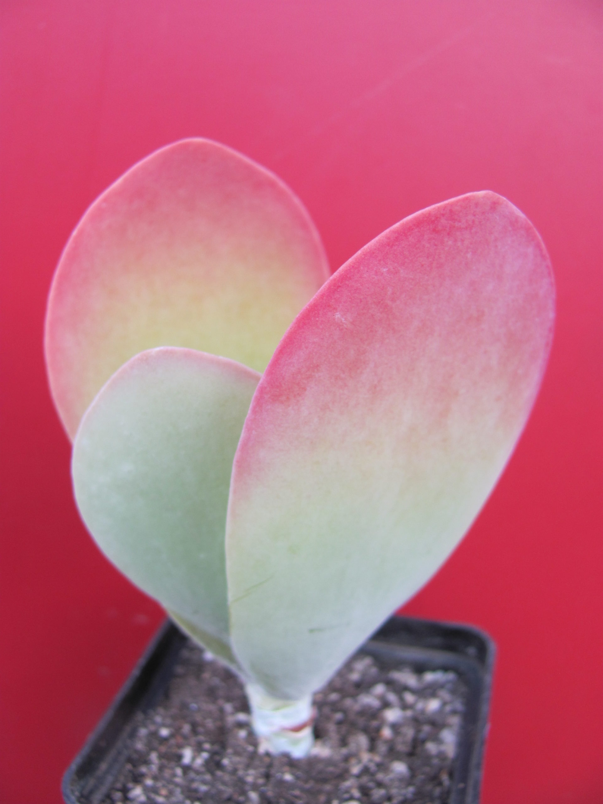 Kalanchoe   thyrsiflora