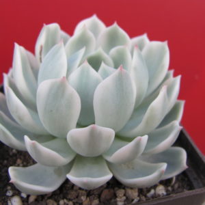 Echeveria  *Royal  Chrysanthemum*   variegata