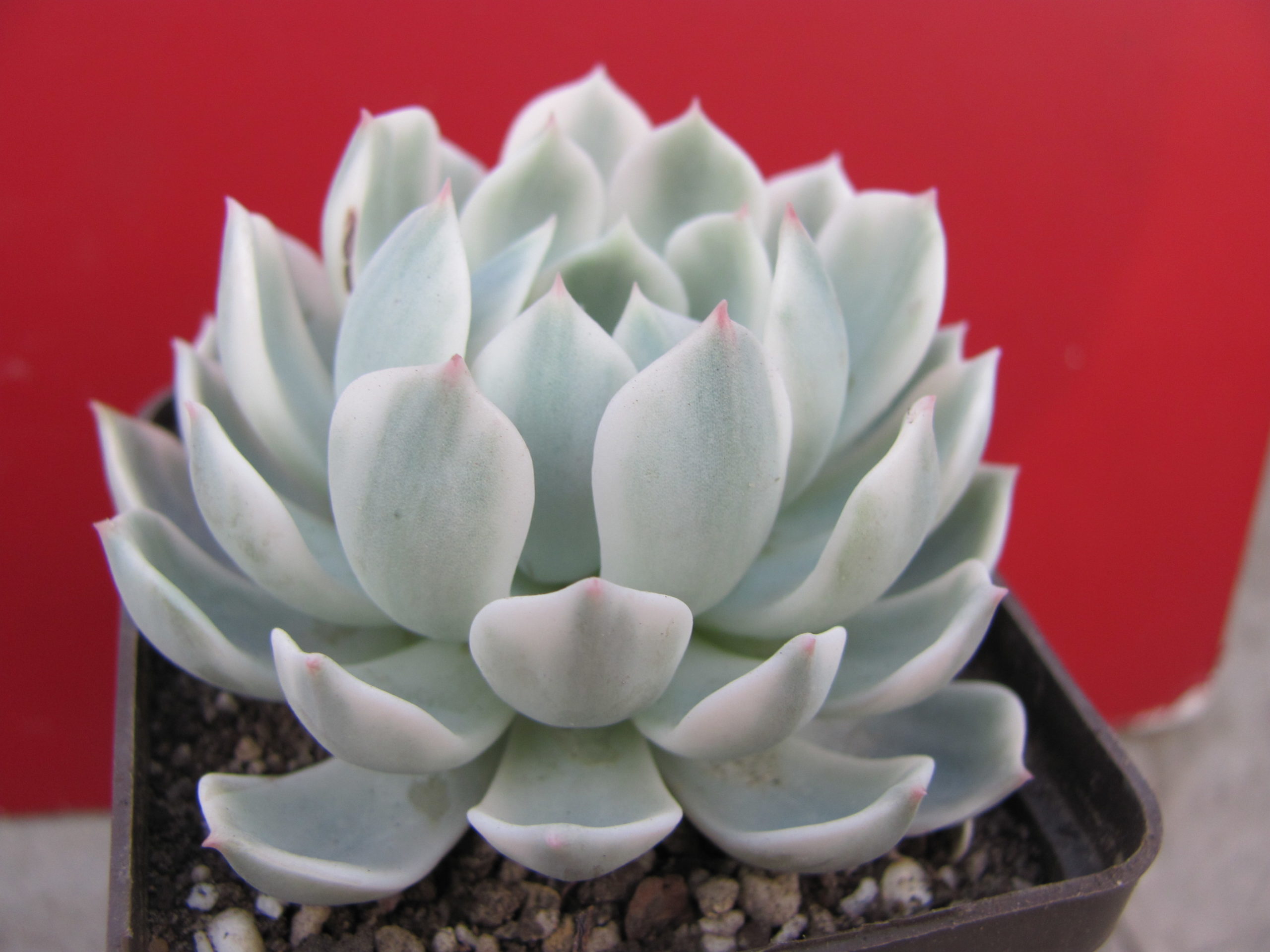 Echeveria  *Royal  Chrysanthemum*   variegata