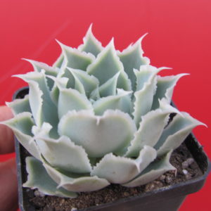 Echeveria   Laguna  Sanchez