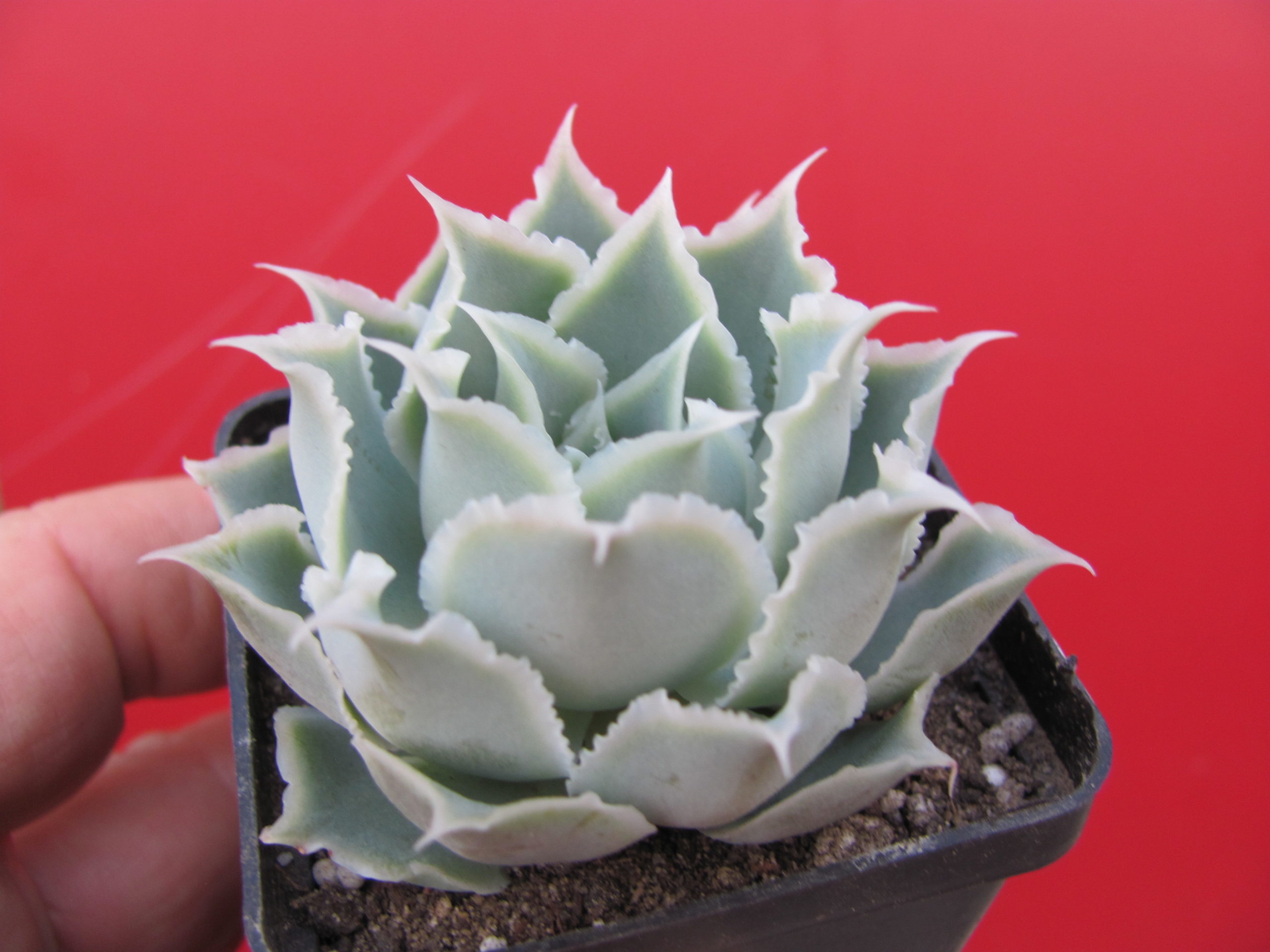 Echeveria   Laguna  Sanchez