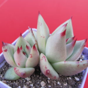 Echeveria  Romeo