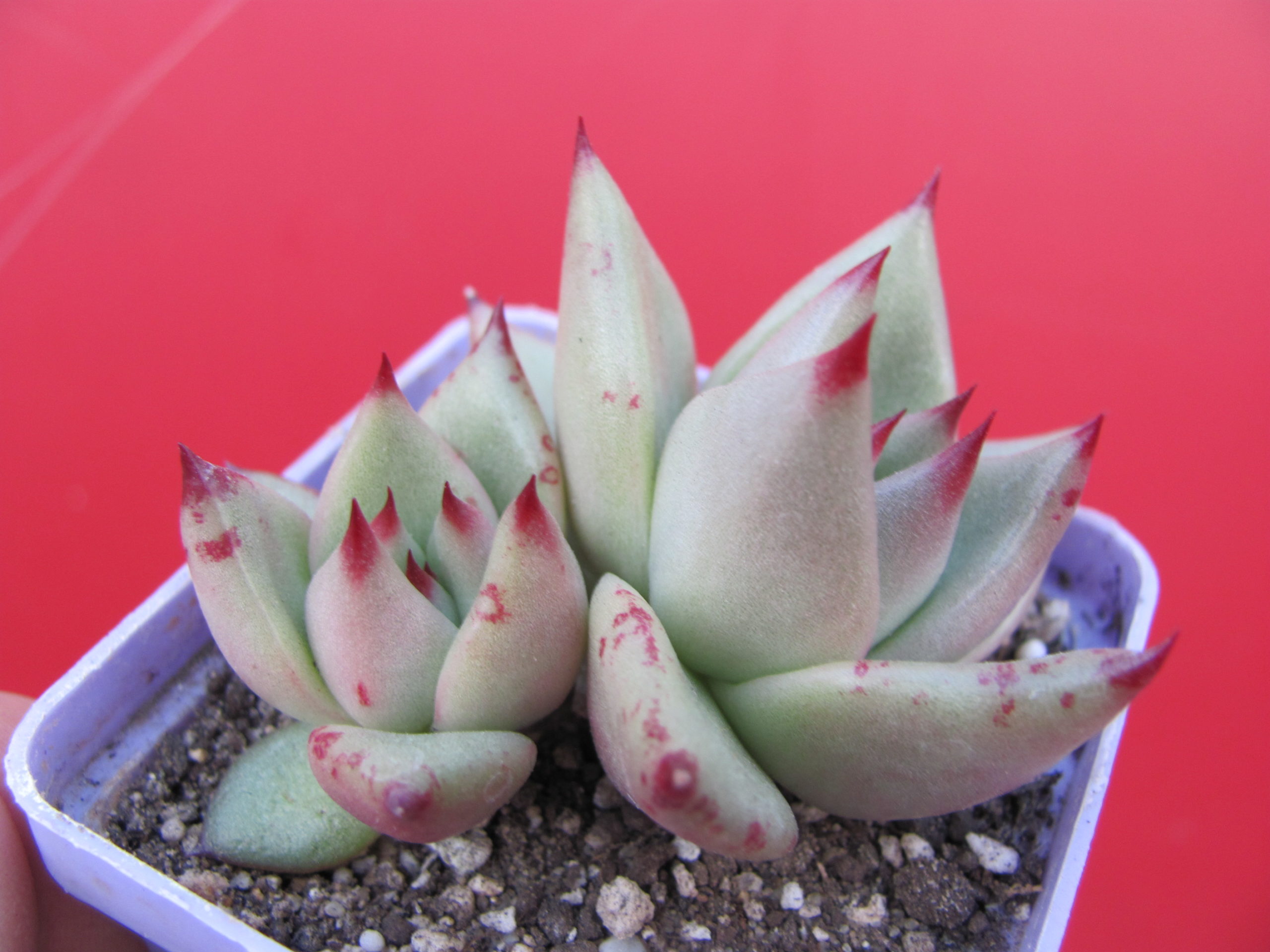 Echeveria  Romeo