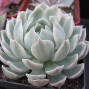 Echeveria    *Royal  Chrysanthemum*  variegata