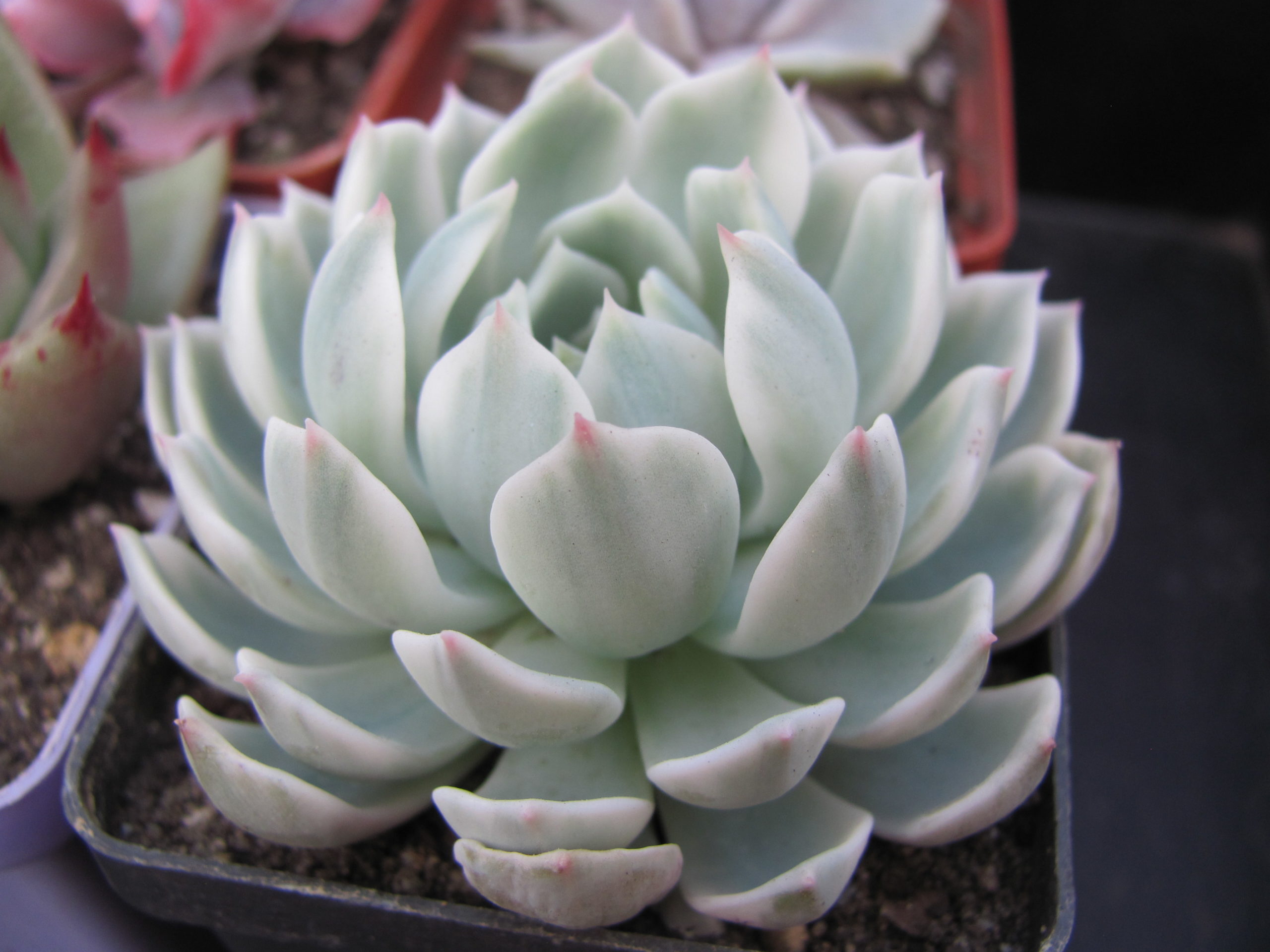 Echeveria    *Royal  Chrysanthemum*  variegata
