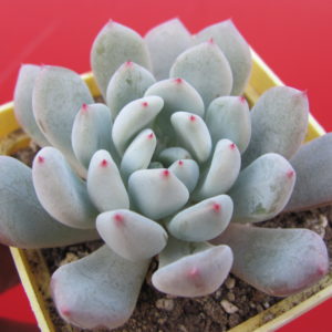 Echeveria  Viant