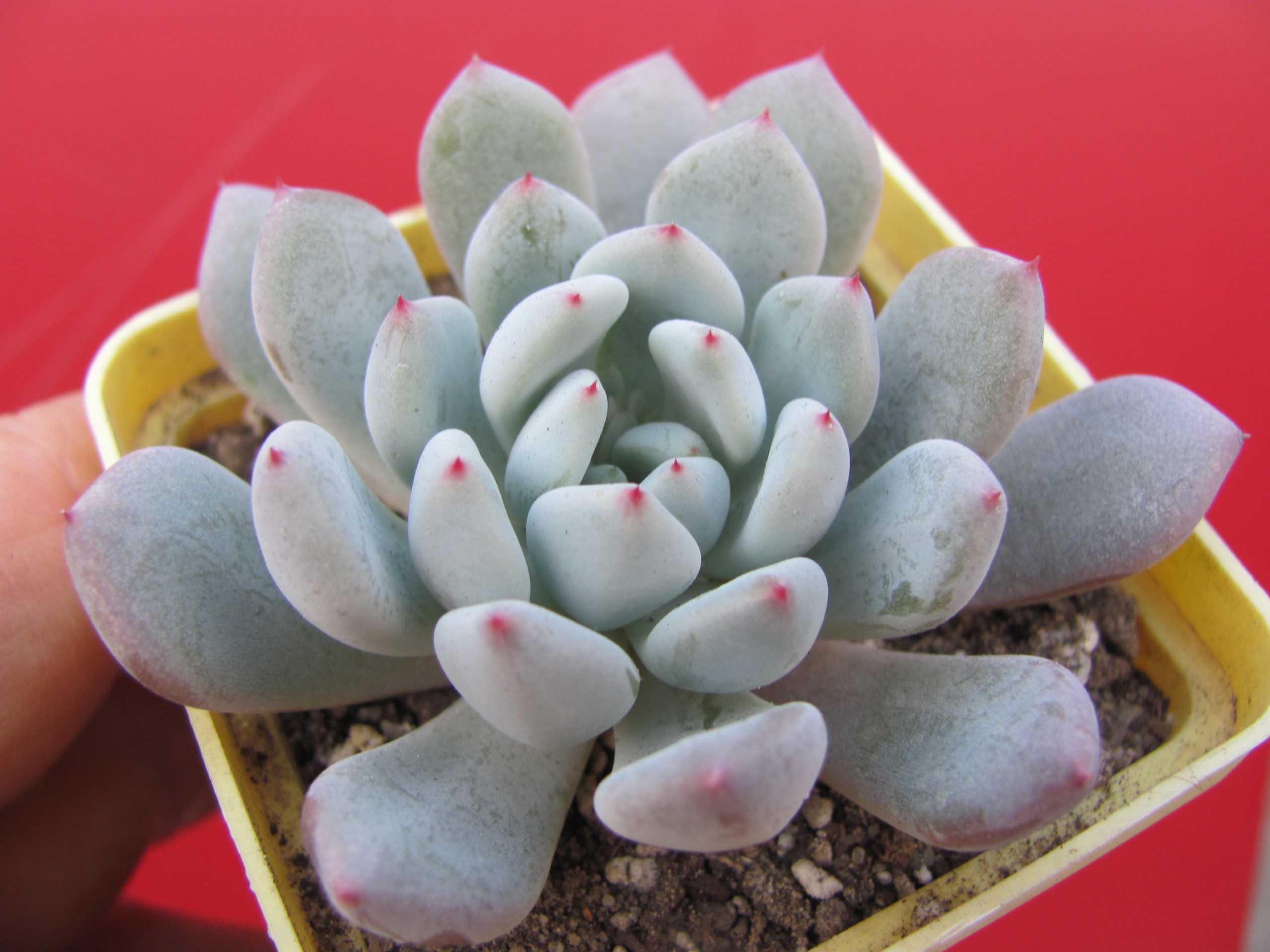 Echeveria  Viant