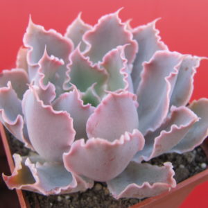 Echeveria  Neon Breakers