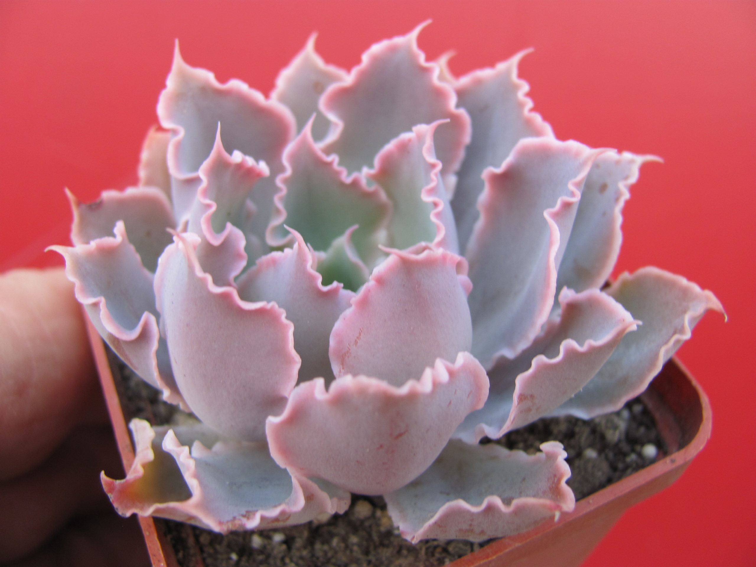 Echeveria  Neon Breakers