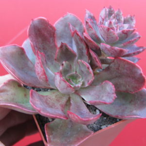 Echeveria   Red Prince