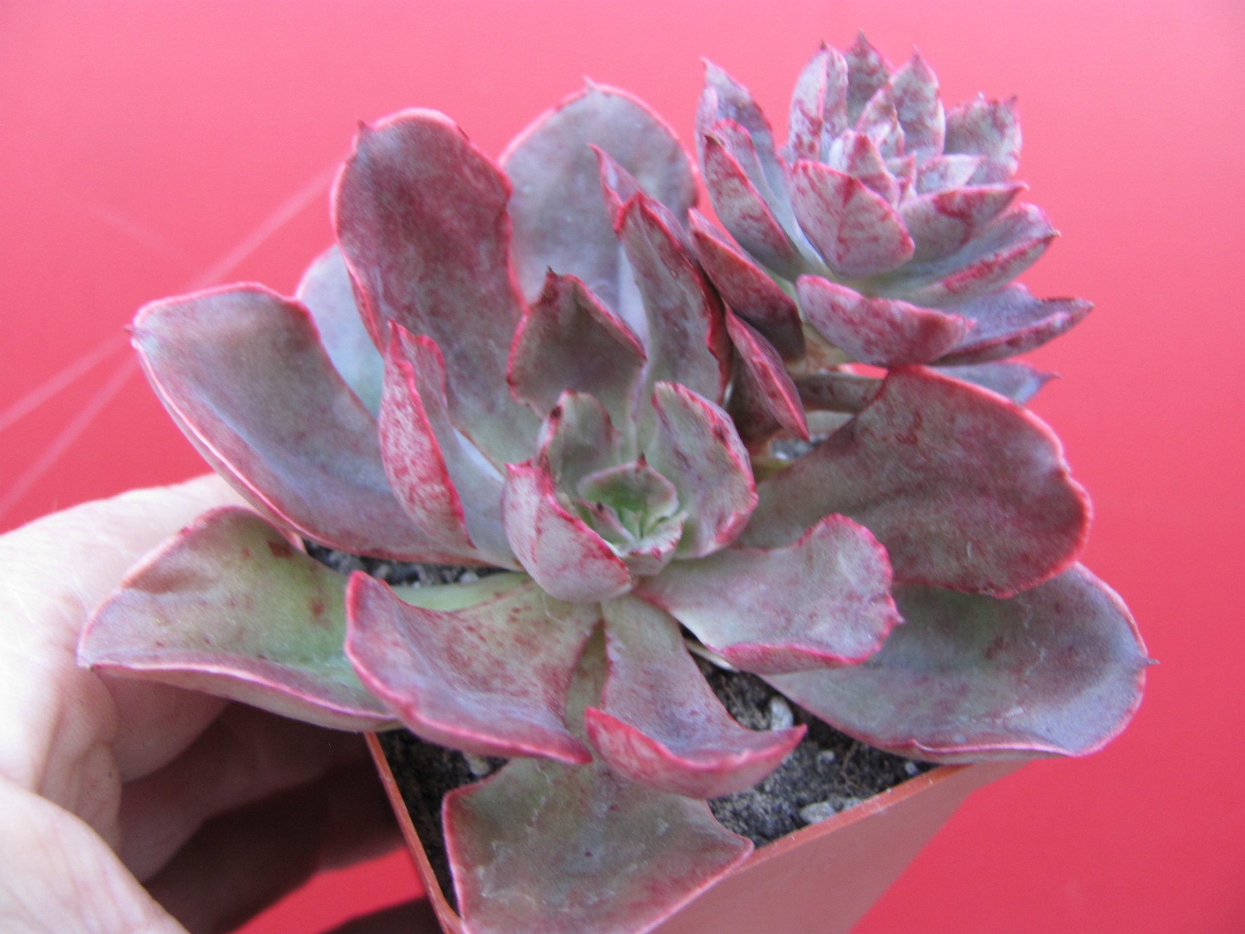 Echeveria   Red Prince
