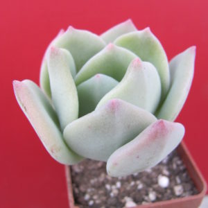 Echeveria  pulvinata   hybr.