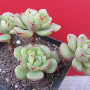 Echeveria    Pudgy