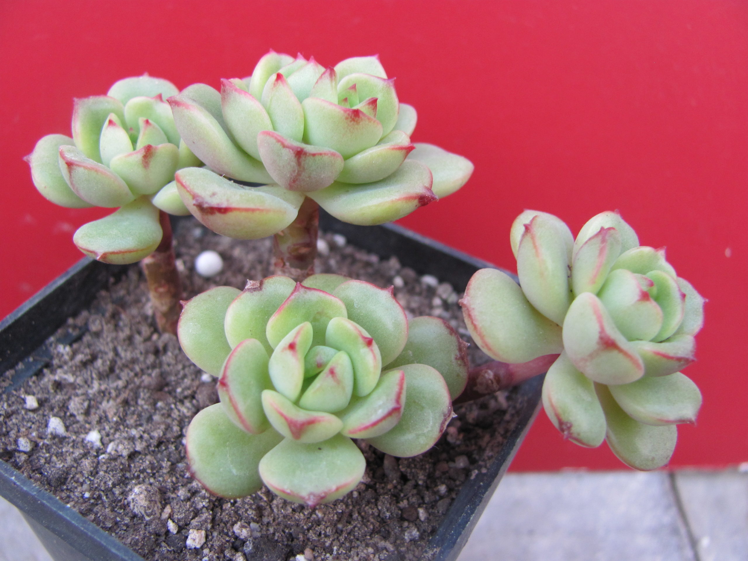 Echeveria    Pudgy