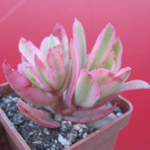 Crassula   Campfire  variegata