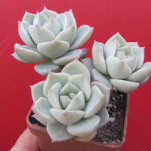 Echeveria  Titubans       3 разом