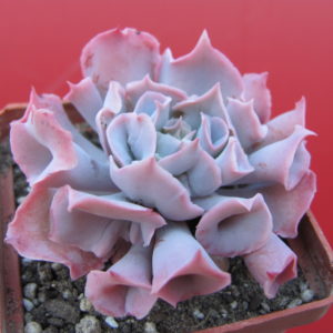 Echeveria    Trumpet Pinky