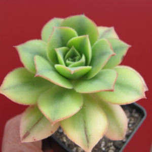 Aeonium Florescens  variegata