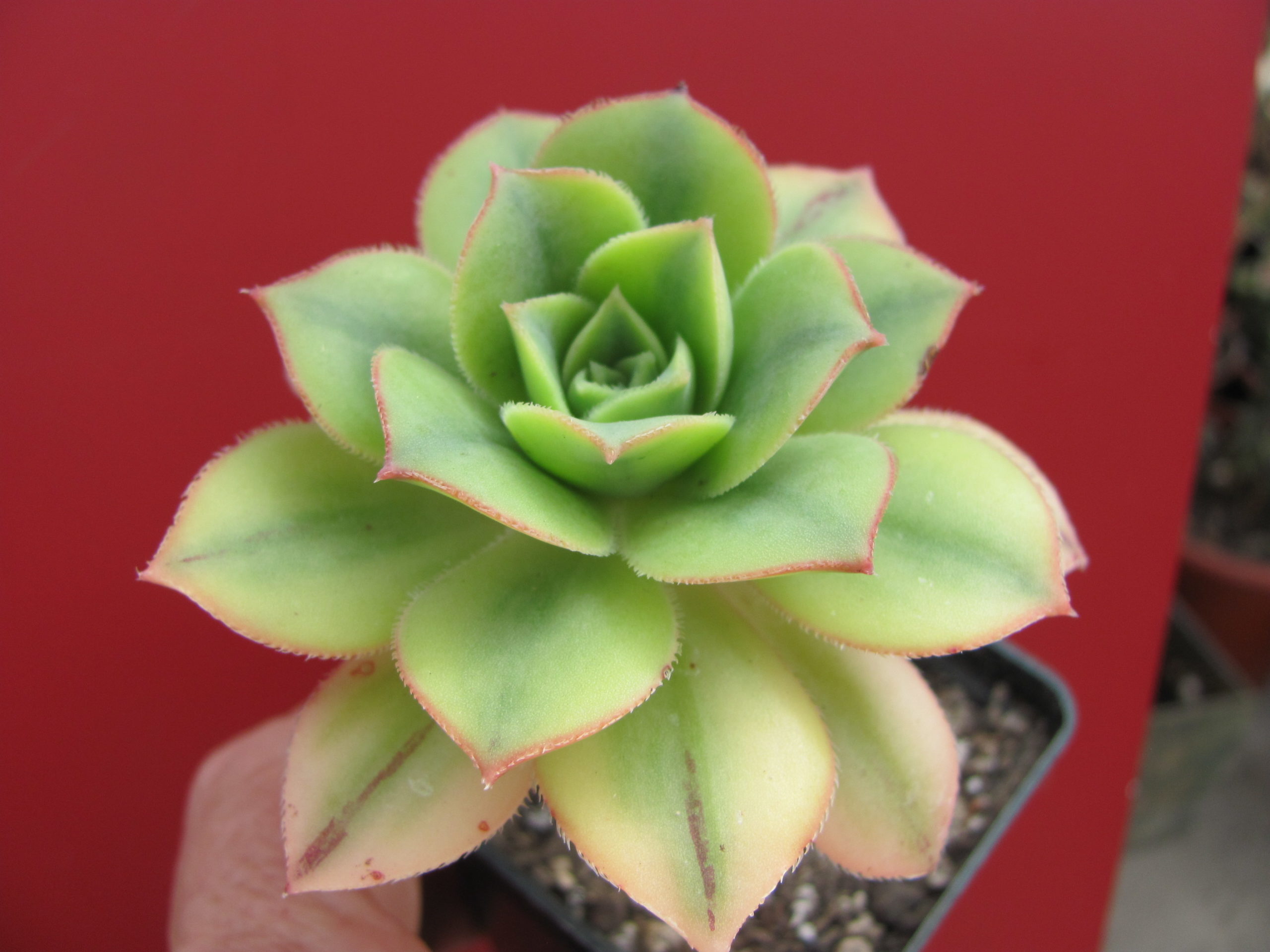 Aeonium Florescens  variegata