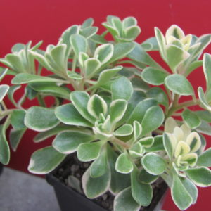 Aeonium    domesticum  variegata