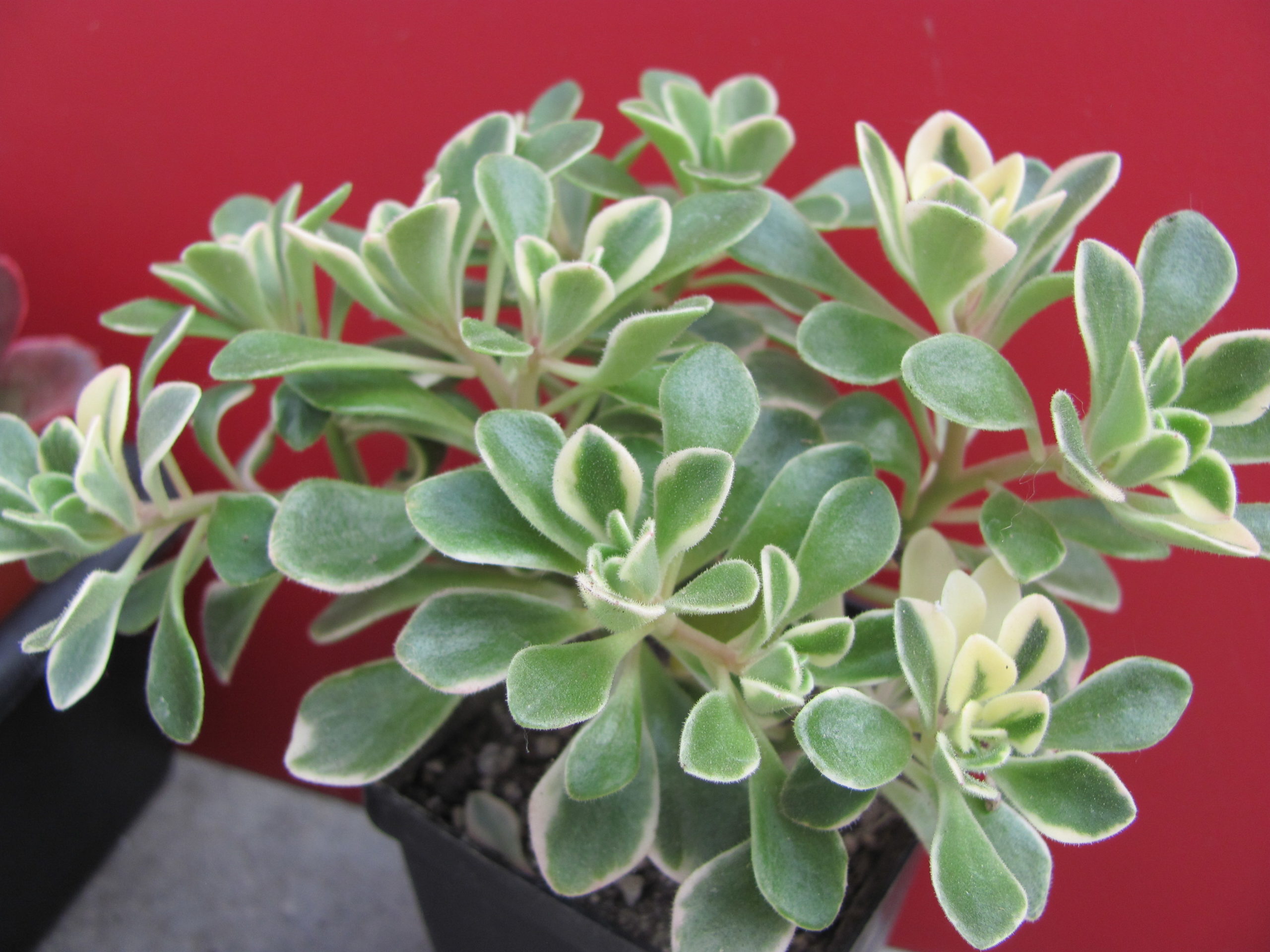 Aeonium domesticum variegata
