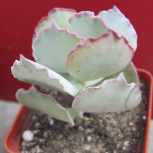 Cotyledon undulata  Red