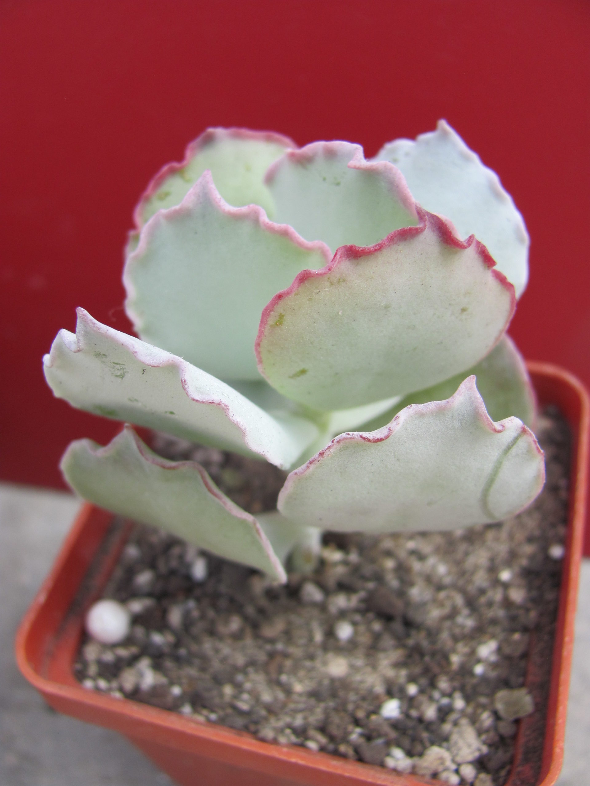 Cotyledon undulata  Red