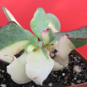 Crassula Blue Bird  variegata