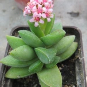 crassula springtime