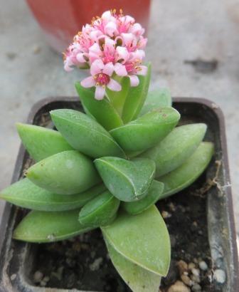 crassula springtime