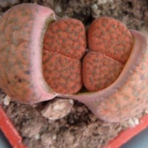 lithops fulviceps