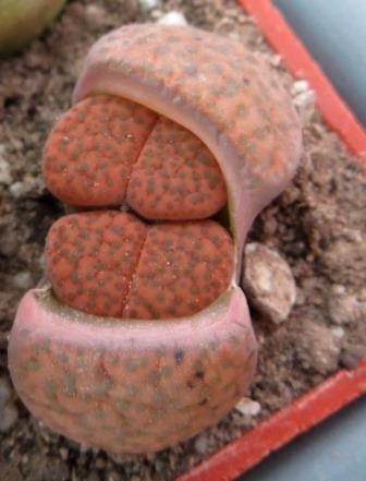lithops fulviceps