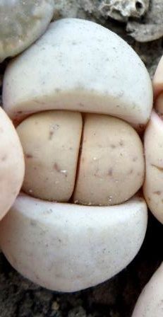 L 26-83 lithops ruschiorum ( Rossing mine)