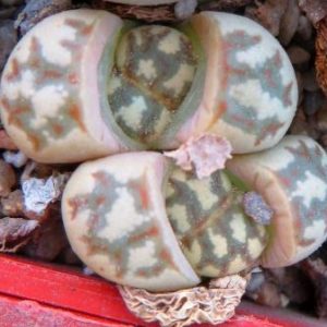 lithops dorotheae c124
