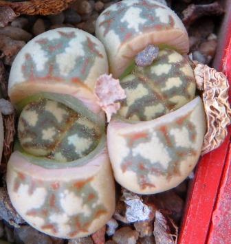 lithops dorotheae c124