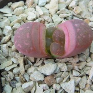 lithops red olive