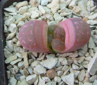 lithops red olive