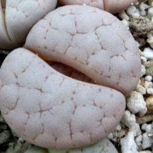 lithops gracilidelineata Baseline